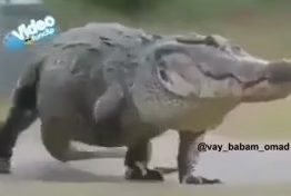 دوبله تمساح خنده دار