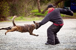 دیدنیها حمله کردن حیوانات وحشی به آدمها