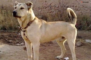 سگ سرابی خوشکل و هیکل دار