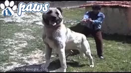 سگ ,سگ بولداگ,گرگ