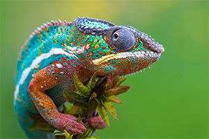 شکار جالب آفتاب پرست آفریقایی