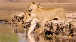 شکار حیوانات , تمساح ,شیر