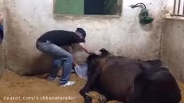 فیلم +18 زایمان اسب - صفر تا صد