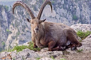 فیلم بزهای وحشی کوهستان