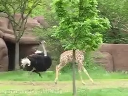 فیلم خفن از حمله شترمرغ غول پیکر به زرافه
