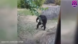 میمون بی اعصاب در باغ وحش