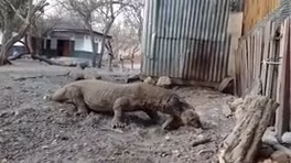 میمون طعمه کومودو