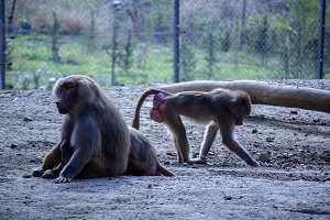میمون ها در باغ وحش می توانند سنگ ها را تیز کنند و شیشه ها را بشکنند