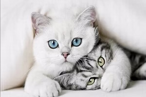 نیاز جنسی و تولید مثل حیوانات