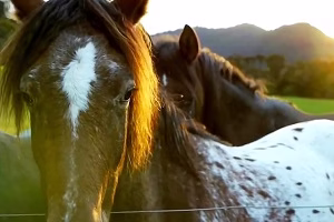 15 نژاد افسانه ای اسبها