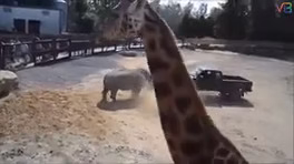 5 لحظه ترسناک حمله حیوانات به انسان