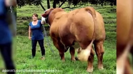 بزرگترین گاوهای نر جهان