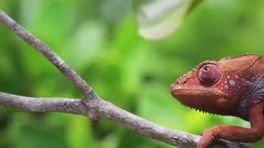 تغییر رنگ آفتاب پرست ماداگاسکار