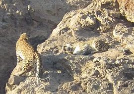 جفت پلنگ ایرانی در فصل جفتگیری