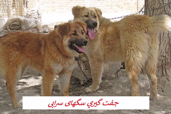 جفت-گيري-سگ-سرابی-2