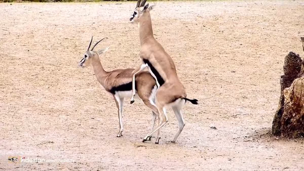 جفت گیری اهو