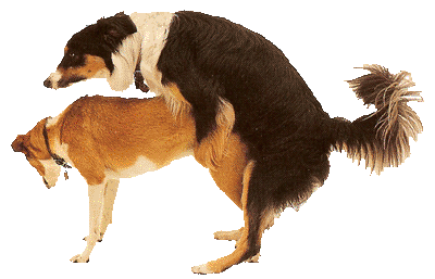 جفت گیری سگ Dog mating