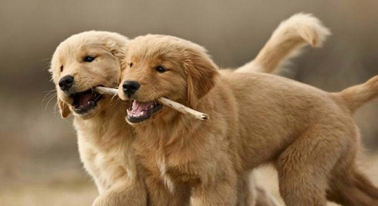 جفتگیری سگ , جفت گیری حیوانات