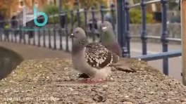 جفت‌گیری کبوتر
