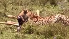 شکار حیوانات