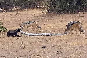 جنگ مار پیتون و شغال و گورکن همه با هم!!