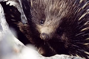 جوجه تیغی تنبل سعی در پیدا کردن یک جفت دارد