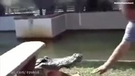 حملات ترسناک تمساح به انسان
