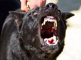 حمله ترسناک و وحشتناک سگها به یکدیگر