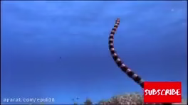 حمله حیوانات: مبارزه حیوانات وحشی - حمله مار به پرنده وحشی