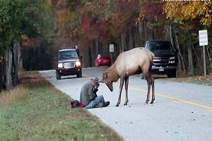 حمله حیوانات وحشی گوزن یک انسان بی خانمان را می کشد