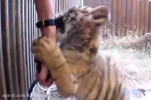 حمله و شکار حیوانات وحشی و درنده وحشتناک +18