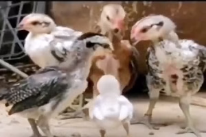 حیوانات بامزه