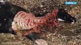 حیوانی مرموز و وحشی و خون خوار