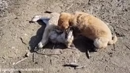 دعوای توله سگ