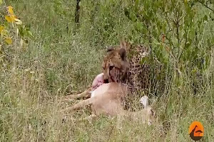 سرقت شیر از لاشخورهایی که لاشه را از چنگال یوزپلنگ ربودند