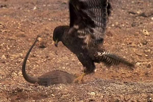 شکار ایگونا توسط عقاب