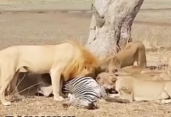 شکار-حیوانات-جنگ-حیوانات وحشی