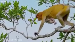 شیرجه میمون ها در رودخانه کروکودیل ها