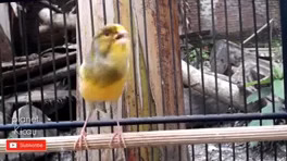 صدای قناری سرمست برای جفت گیری