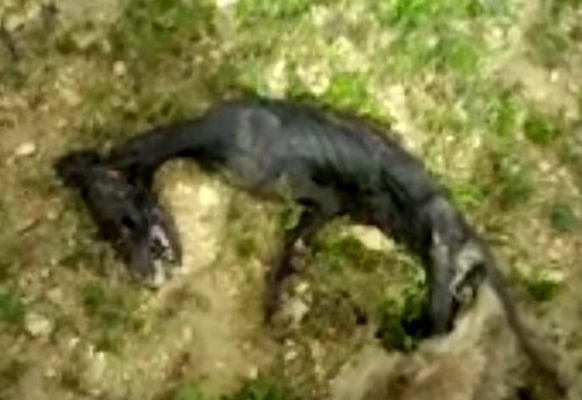 عکس+کشف+لاشه+در+بویراحمد