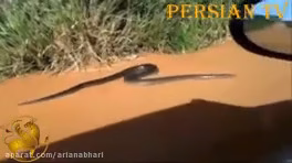 فیلم های ضبط شده از لحظه حمله حیوانات به انسان