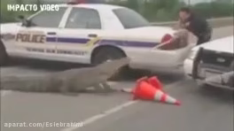 فیلم وحشتناک از هجوم حیوانات وحشی به انسان