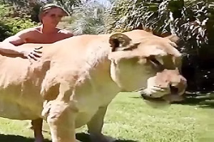 لایگر یا به فارسی "شیببر" حاصل جفت گیری شیر نر و ببر ماده یک هیولای وا