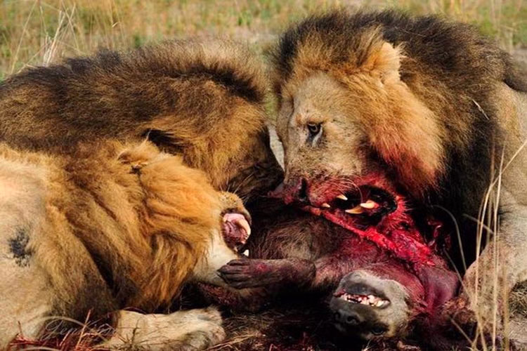 مبارزه شیر و کفتار: شیر کفتار را تکه تکه می کند