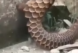 مستند حیات وحش