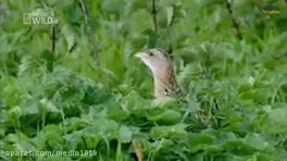 مستند حیات وحش