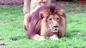 واکنش خشن شیر ماده به شیر نر برای تمایل نداشتن به جفت گیری