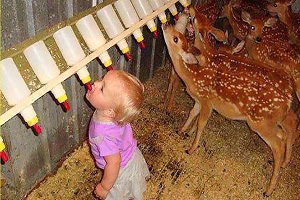 کلیپ خنده دار رابطه بچه کوچولوها با حیوانات