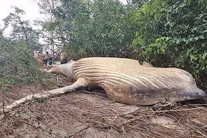 10 مورد از حیوانات غول پیکر حیات وحش جهان