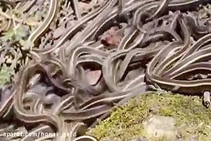 اگر از مارها می ترسید این ویدیو را تماشا نکنید